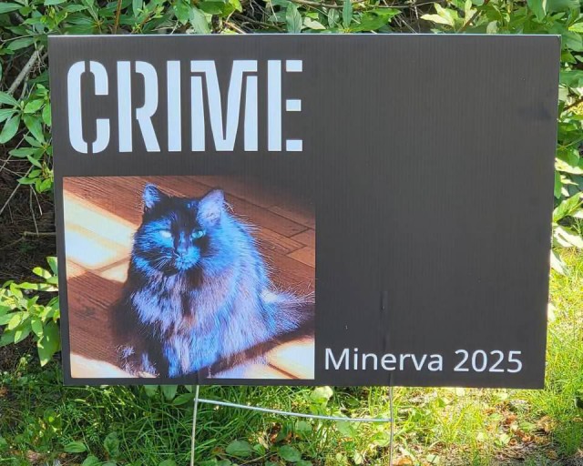 В Массачусетсе кошка Минерва победила на выборах «мэра велодорожки»