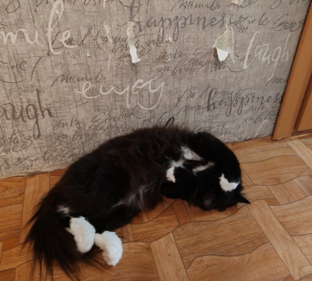Чёрный котовторник