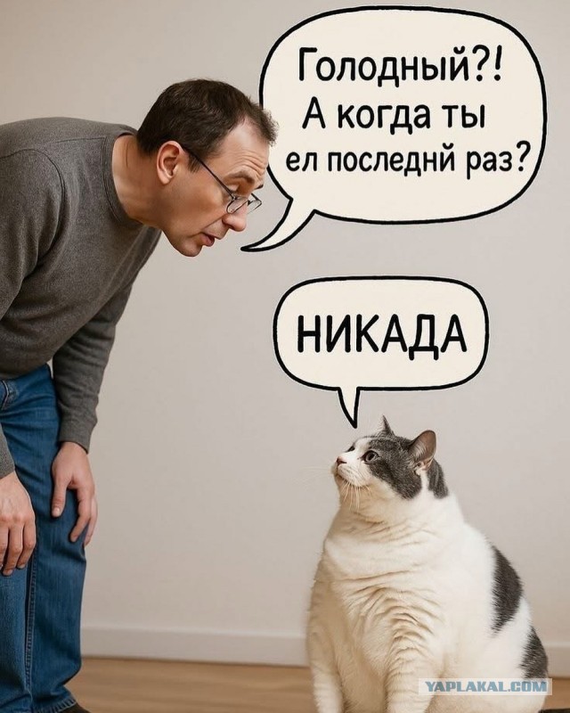 Приходишь после работы домой без сил, а там кот уставший больше тебя