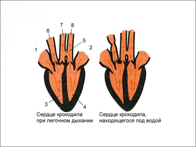 Больше, чем просто рептилия. Совершенство крокодила вывело хладнокровных на новый уровень