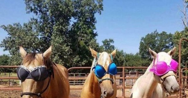 Лошадь? Шоры на глазах?