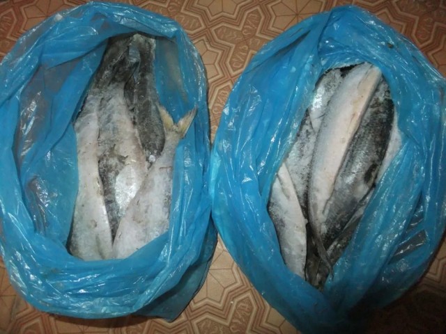 Ловля гигантской селедки