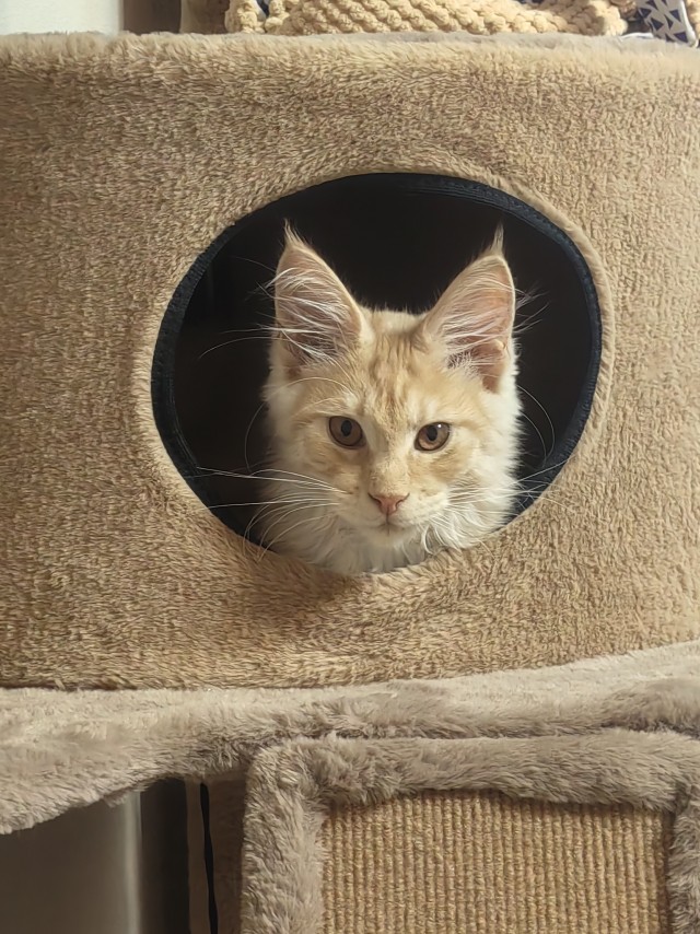 Котовторник