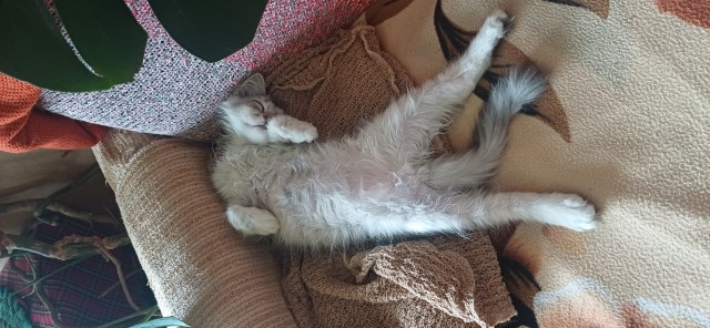 Мои котаны