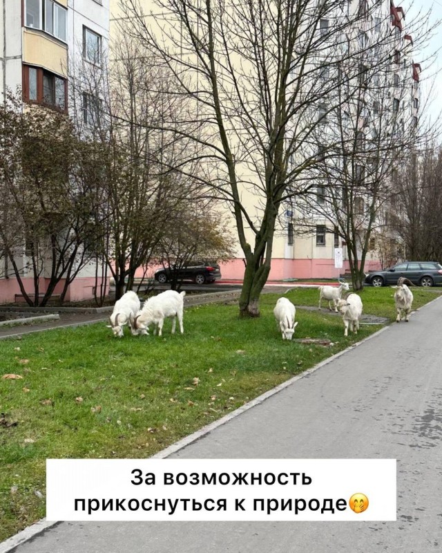 А за что еще любят Москву