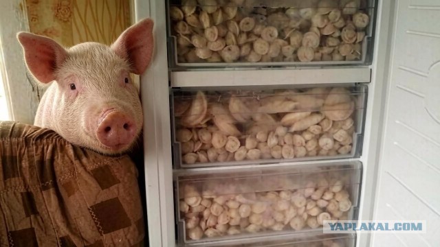 В российских элитных говяжьих пельменях "Цезарь" почти не нашли говядины