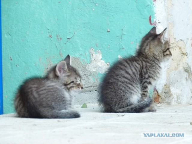 Котовторник 03.09.2013