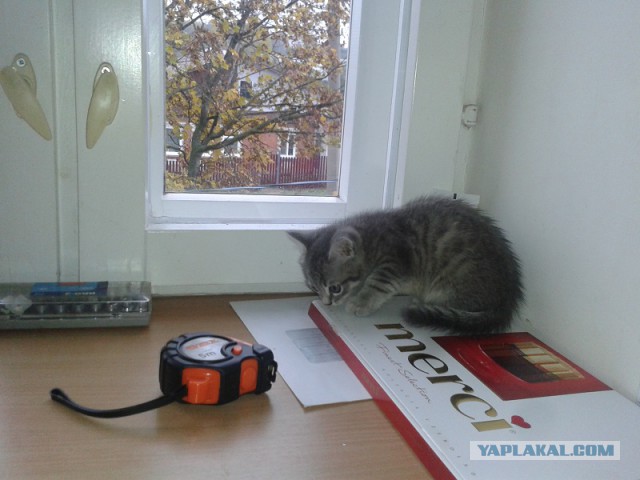 ЯП - знакомься