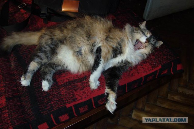 Котовторник 12.11.2013