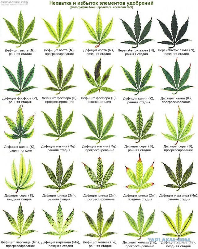 "37 человек умерло от передоза коноплей"