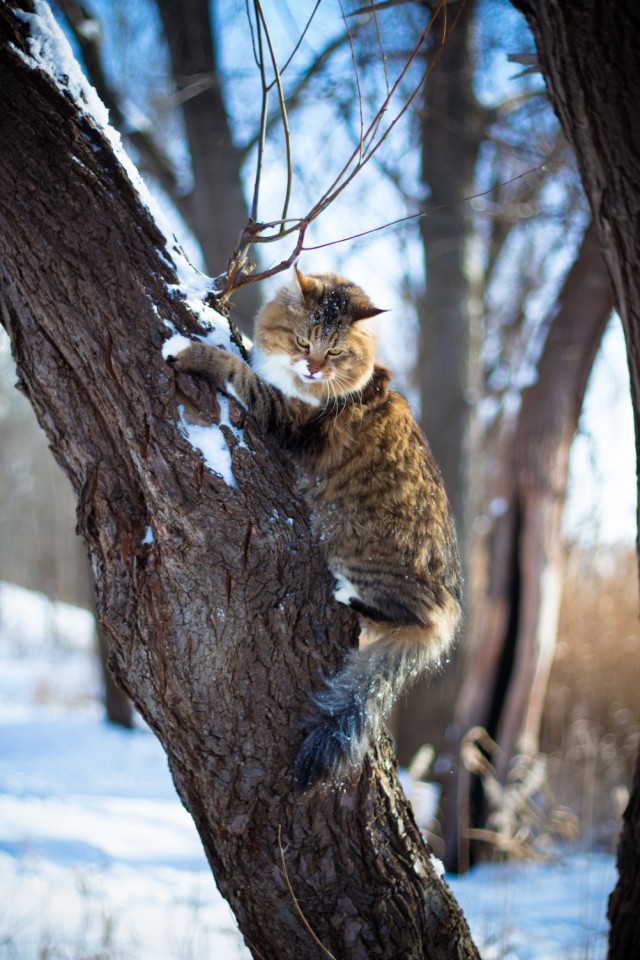 Котовторник  28.01.14