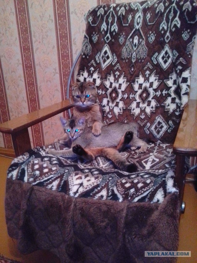 Котовторник 25.02.2014