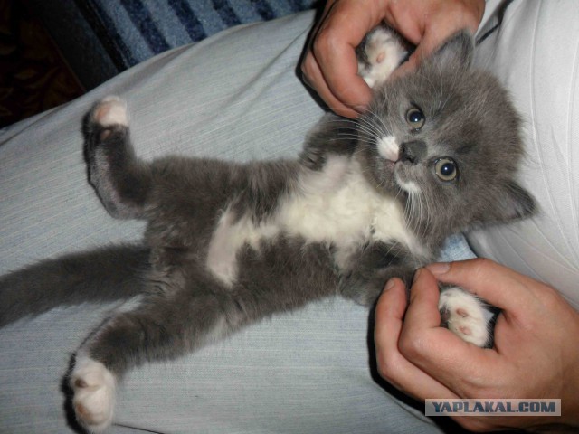 Котовторник   15.04.2014