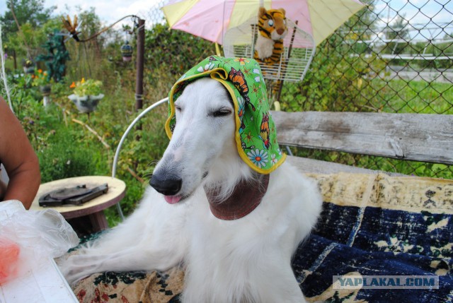 Собачки: русская борзая