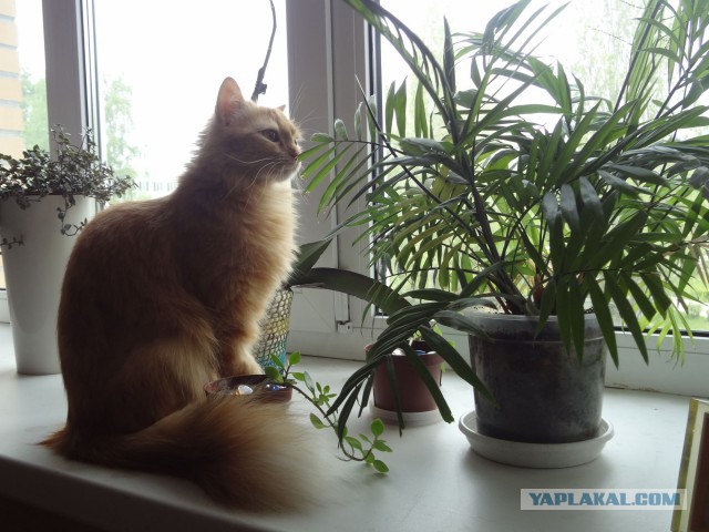 Котовторник 23.09.2014.