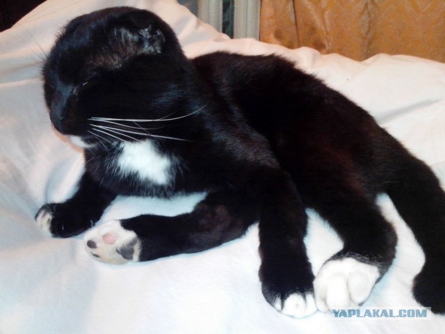 Как спят кошки: интересные факты