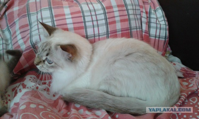 Котовторник 04.11.2014