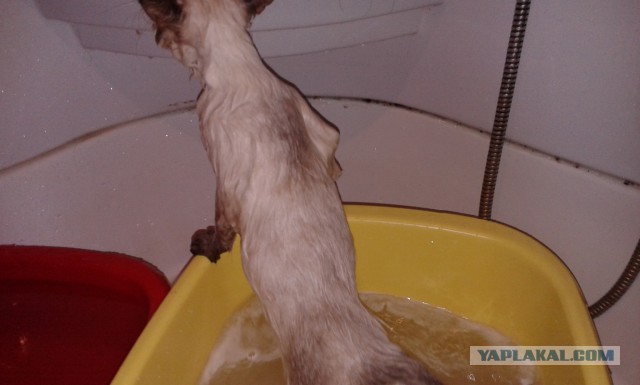 Котовторник 25.11.2014