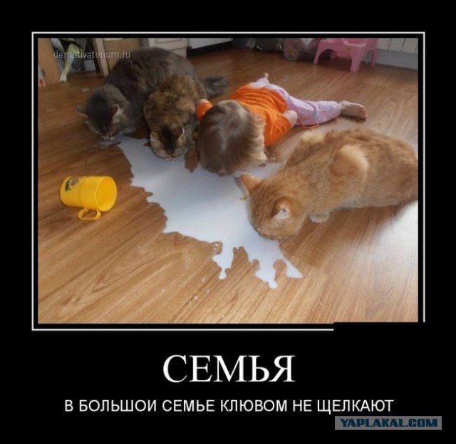 Весёлое из сети