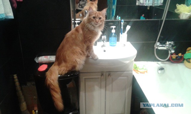 Котята мейн куны.