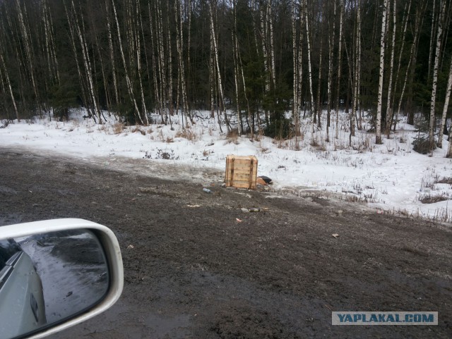 Собачья безысходность...