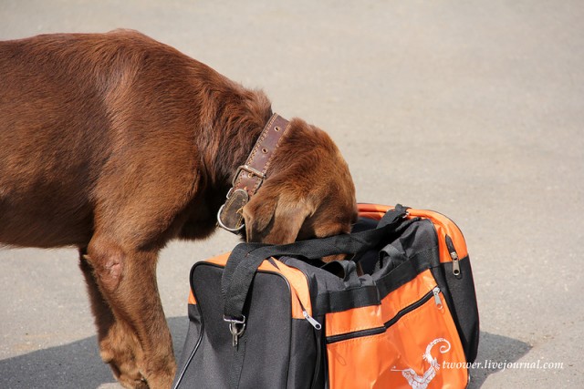 Центр кинологической службы Упр-ния на транспорте