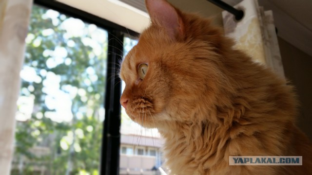 Котовторник 16.06.2015., Котовторник наступил!