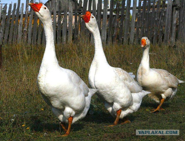 Сделал пушку