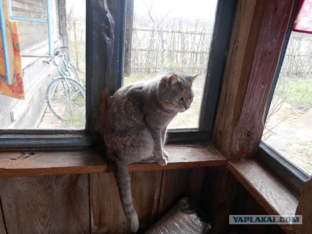 Жизнь домашнего приюта для котеек 108