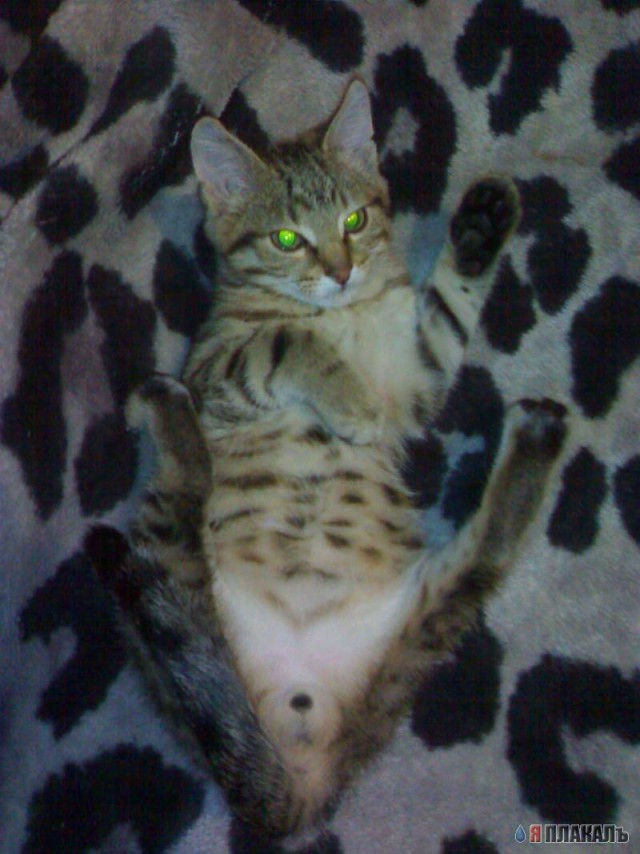 Вторничный котомёт
