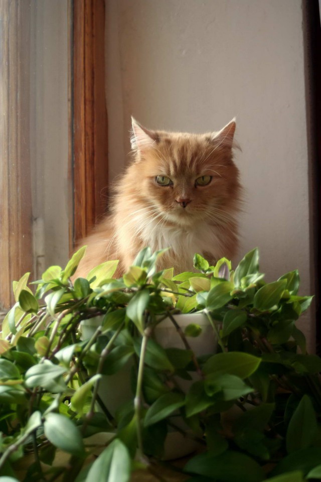 Коты из сети