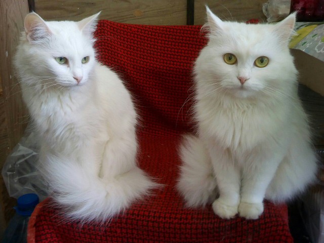 Коты и Кошки
