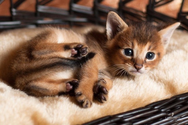 Коты и Кошки