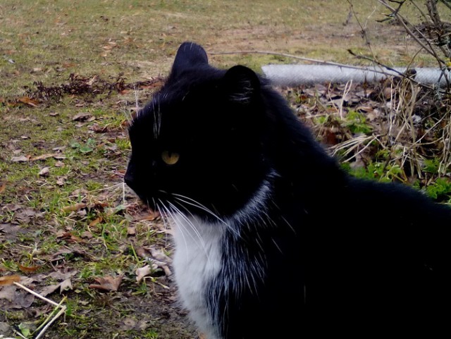 Котовторник 25.04.2017
