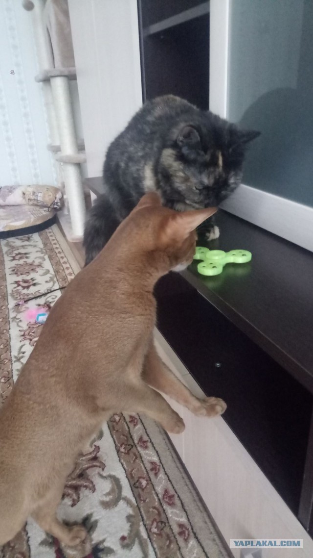 Котовторник 27.06.2017