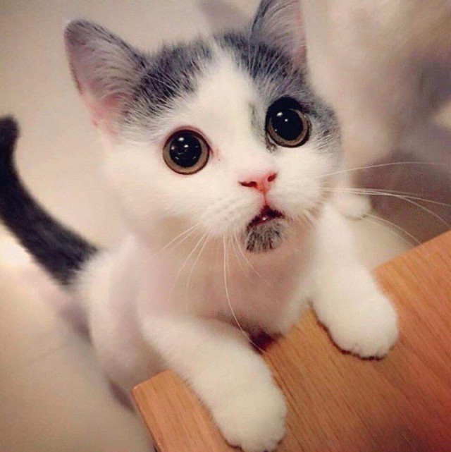 Коты и Кошки