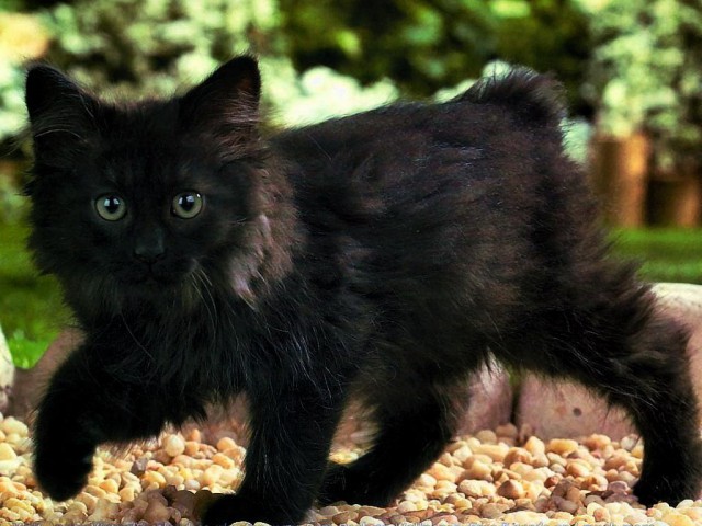 Коты и Кошки