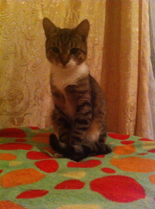 Коты и Кошки