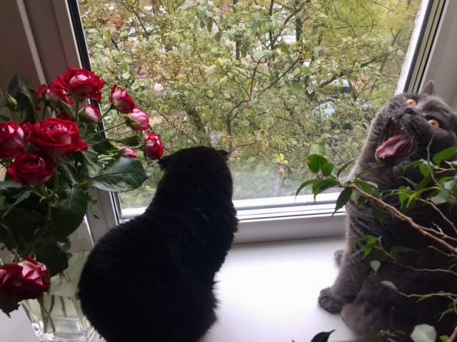 Котовторник