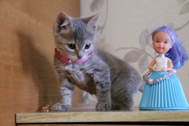 Коты и Кошки