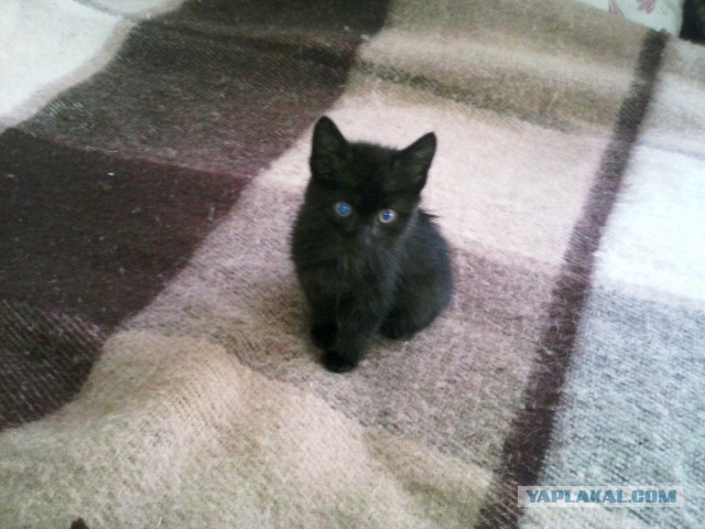 Кошкам вернут доступ в подвалы жилых домов