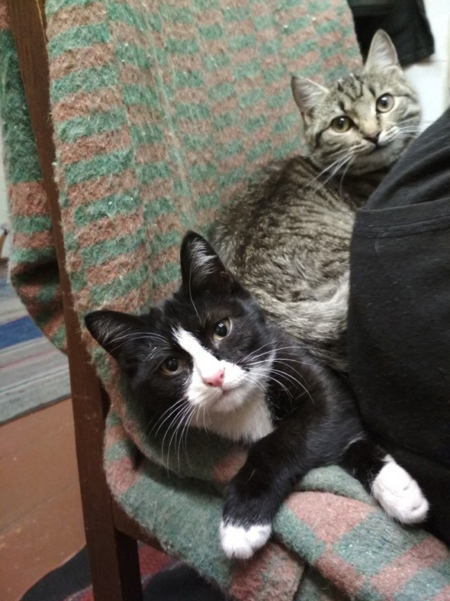 Коты и Кошки