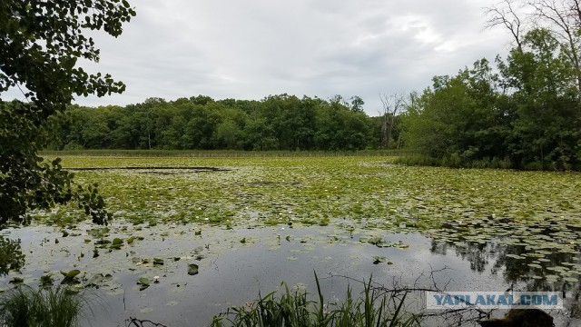 Просто Природа