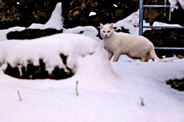 Котовторник на ЯПлакалъ