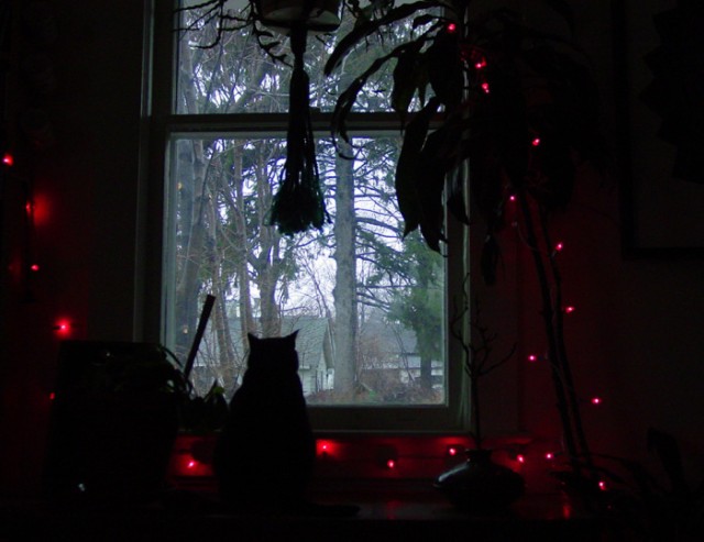 Новогодний КОТОВТОРНИК!