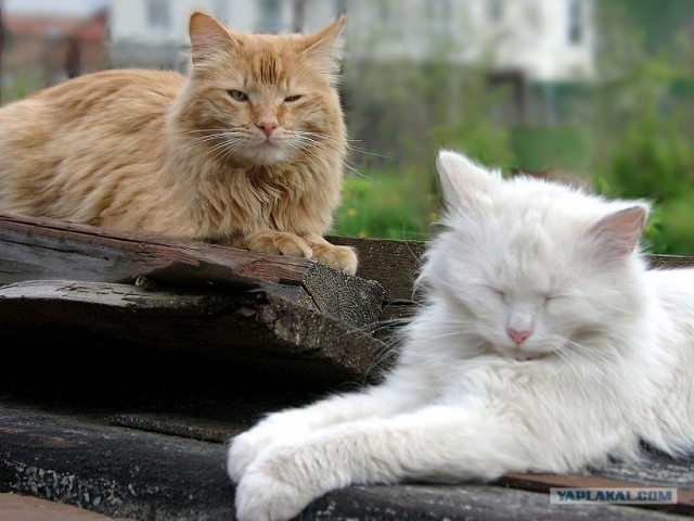 Сегодня котовторник, а котиков все нет