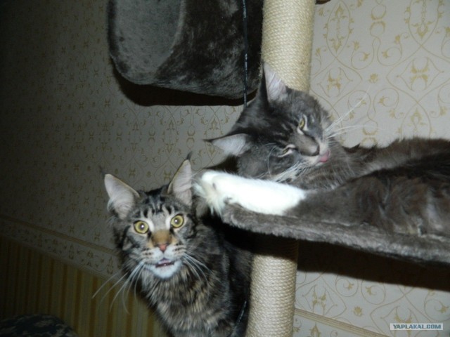 Котовторник!
