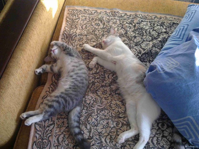 Первый КОТОВТОРНИК 2012