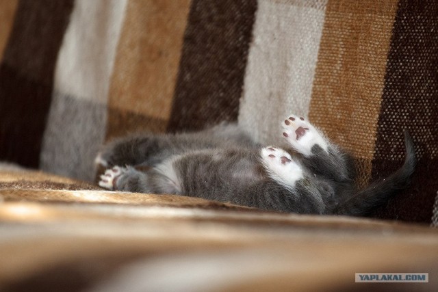 Котовторник 27.03.2012