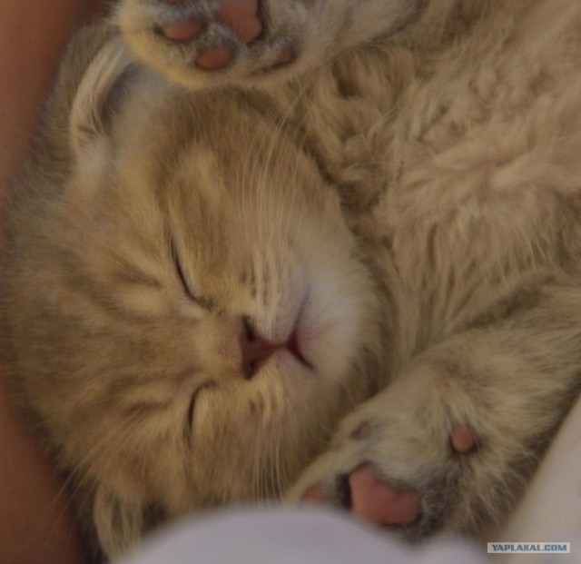Котовторник 31.07.2012 г.
